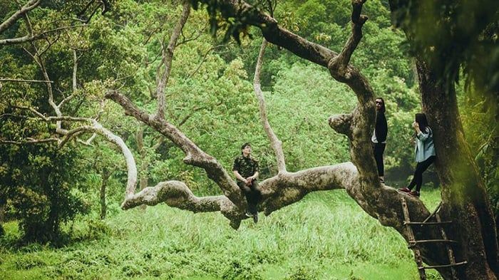 Khám Phá Nhất Lâm Thủy Trang Trà – Chốn Bình Yên Giữa Núi Rừng Đà Nẵng